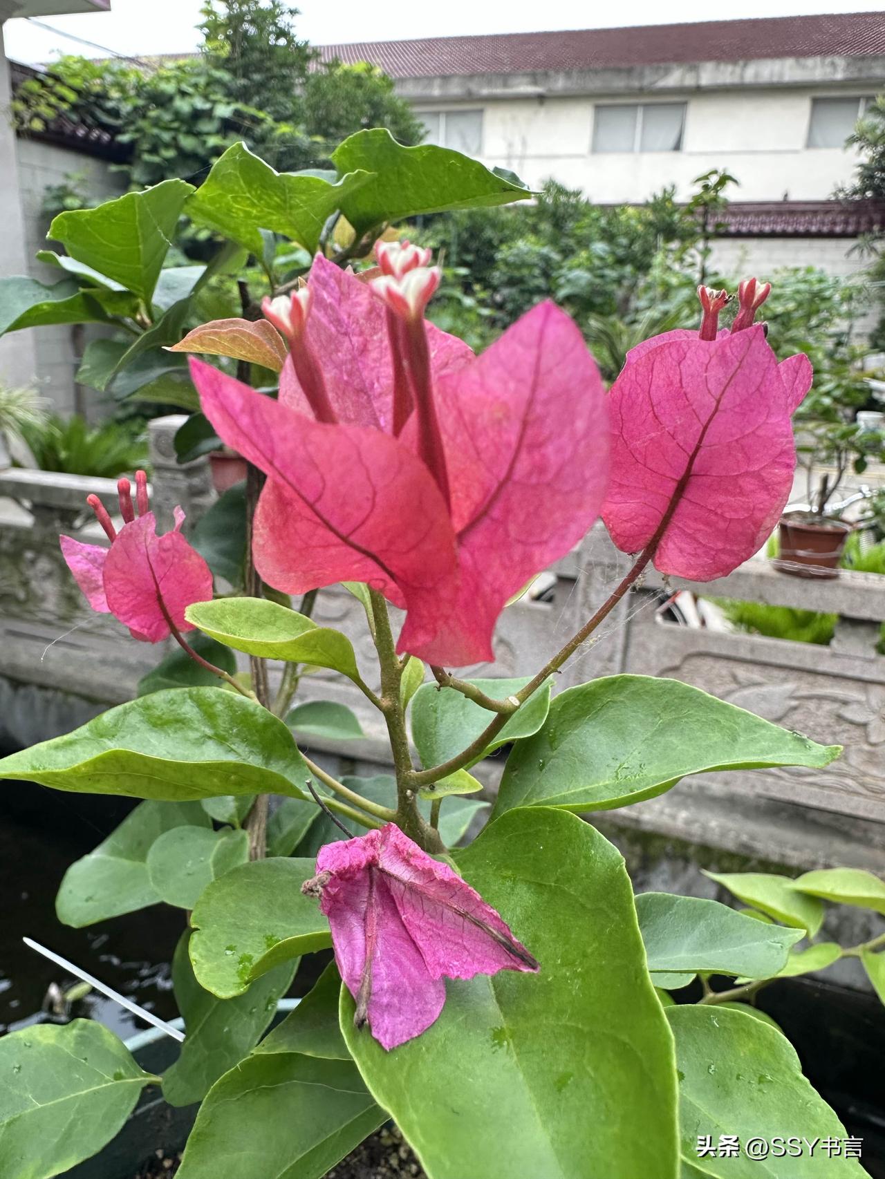 粉嫩的花朵在雨中绽放，清新自然的美景