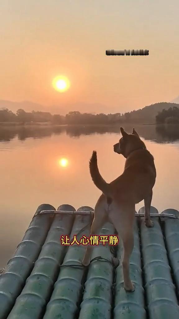 霸总田园犬小虎和管家。
小虎，上船回家！夕阳西下，田园犬小虎独立船头，天地之间，