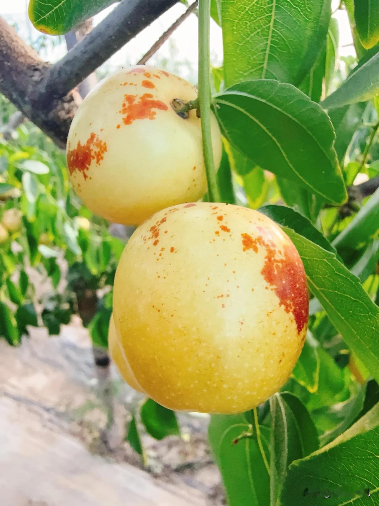 大荔冬枣，这可不只是枣，这是黄土高原上结出的“活宝石”。

你尝一口就懂了：皮薄