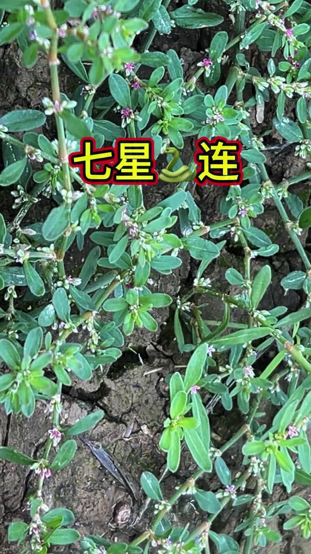 🌿野外偶遇七星蛇莲，这可是珍贵中草配方！
人称七星蛇莲，又名扁鹊，别忽视它，你