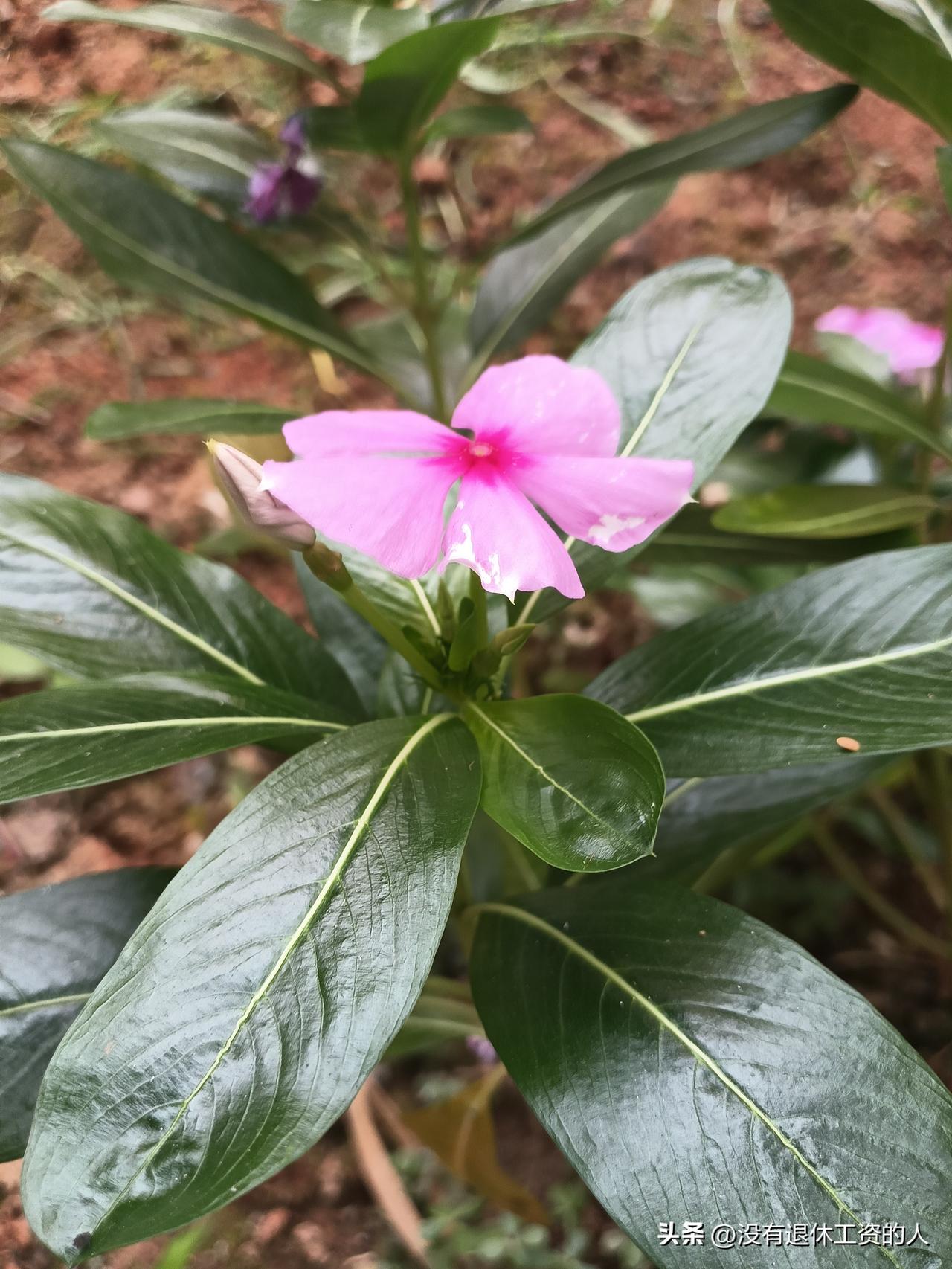 今天虽然不能亲自前往苏州，在离张雪峰老师最近的地方，送他一程。

但心有所向。