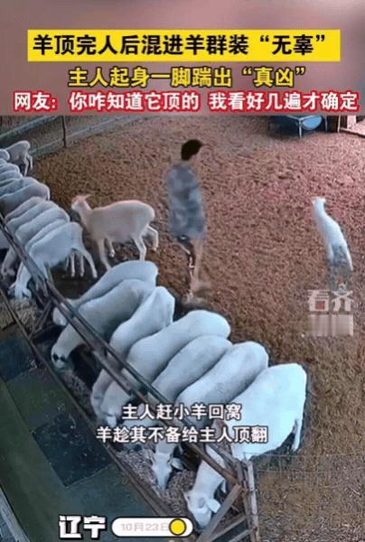 辽宁一男子赶小羊回窝，结果，竟然有一只羊趁他不备，直接将他顶翻在地，顶完转身就混