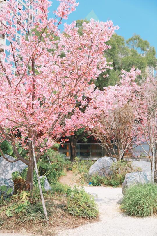 3.21福州市中心超美的樱花树！
