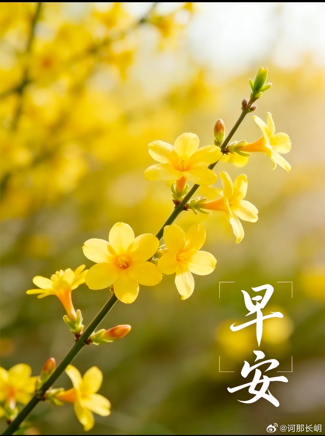 早安！晨光正好，微风不燥，带着微笑出发，把日子过成喜欢的模样。愿你今日诸事顺遂，