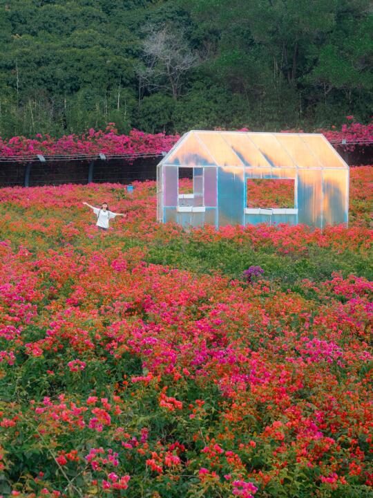 在深圳！一头扎进漫山遍野的鲜花里🌸