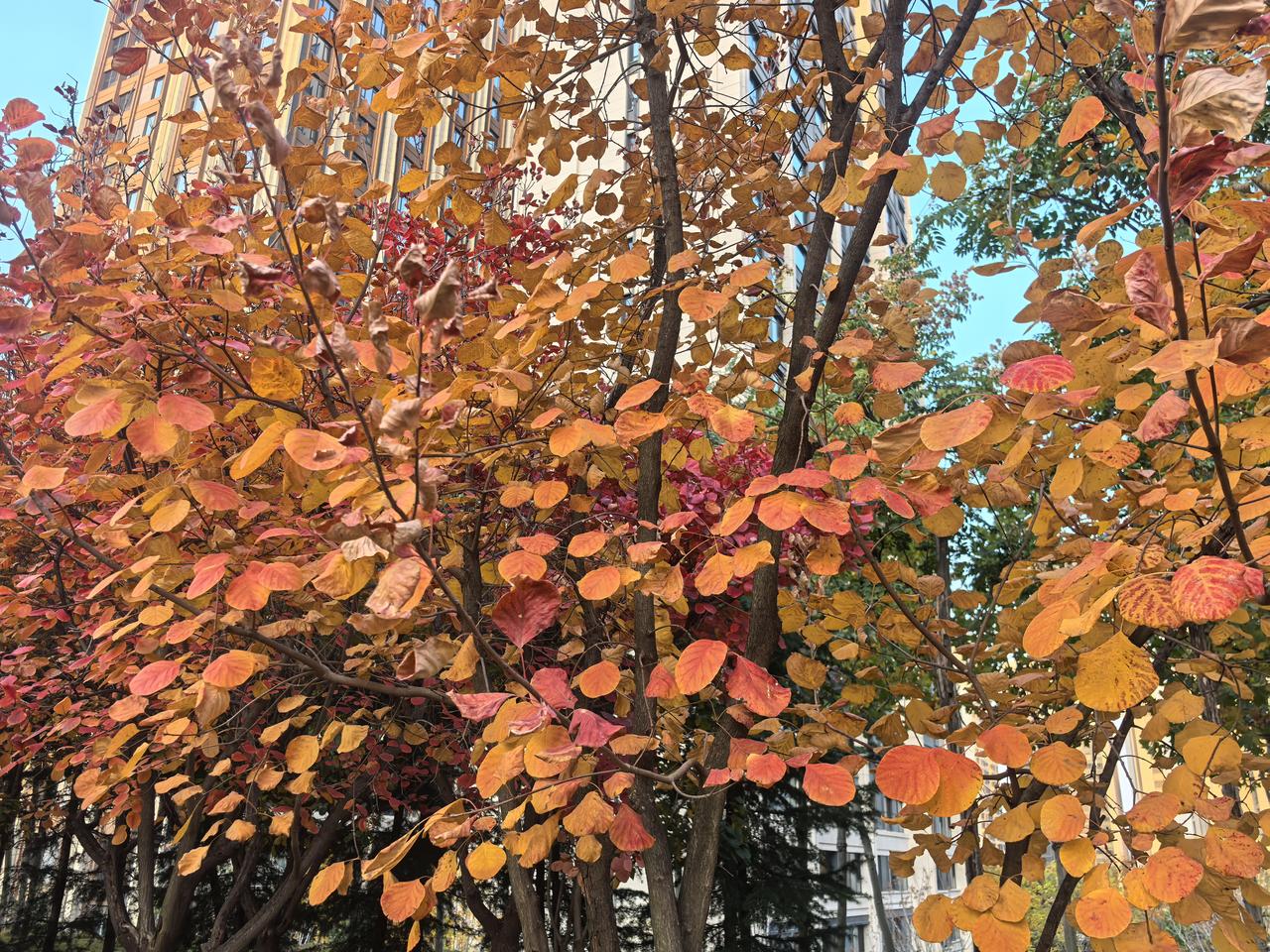 冬日里只要有暖阳，也一样的美好[玫瑰][玫瑰][玫瑰]