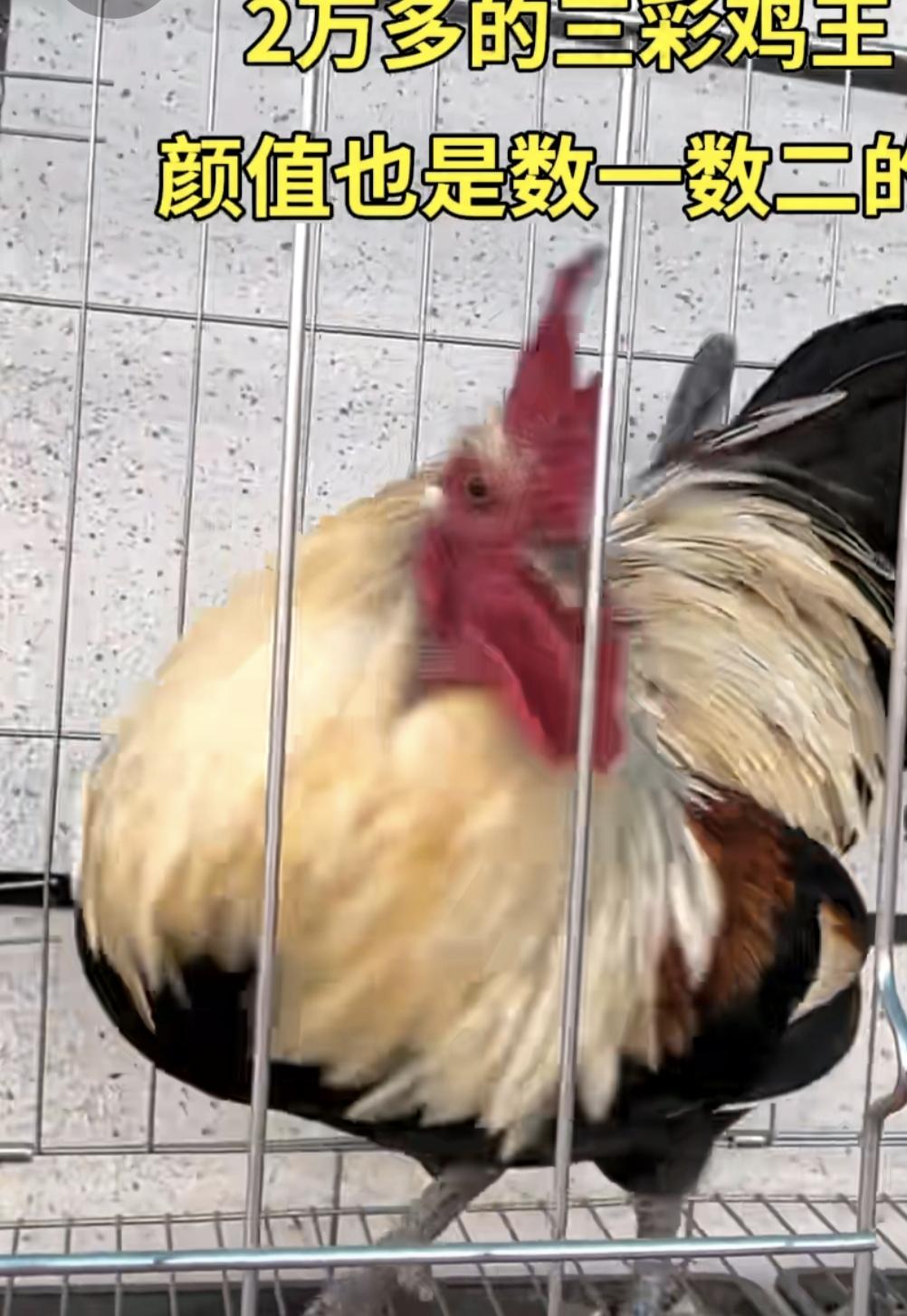 三彩鸡价位2万好厉厉害