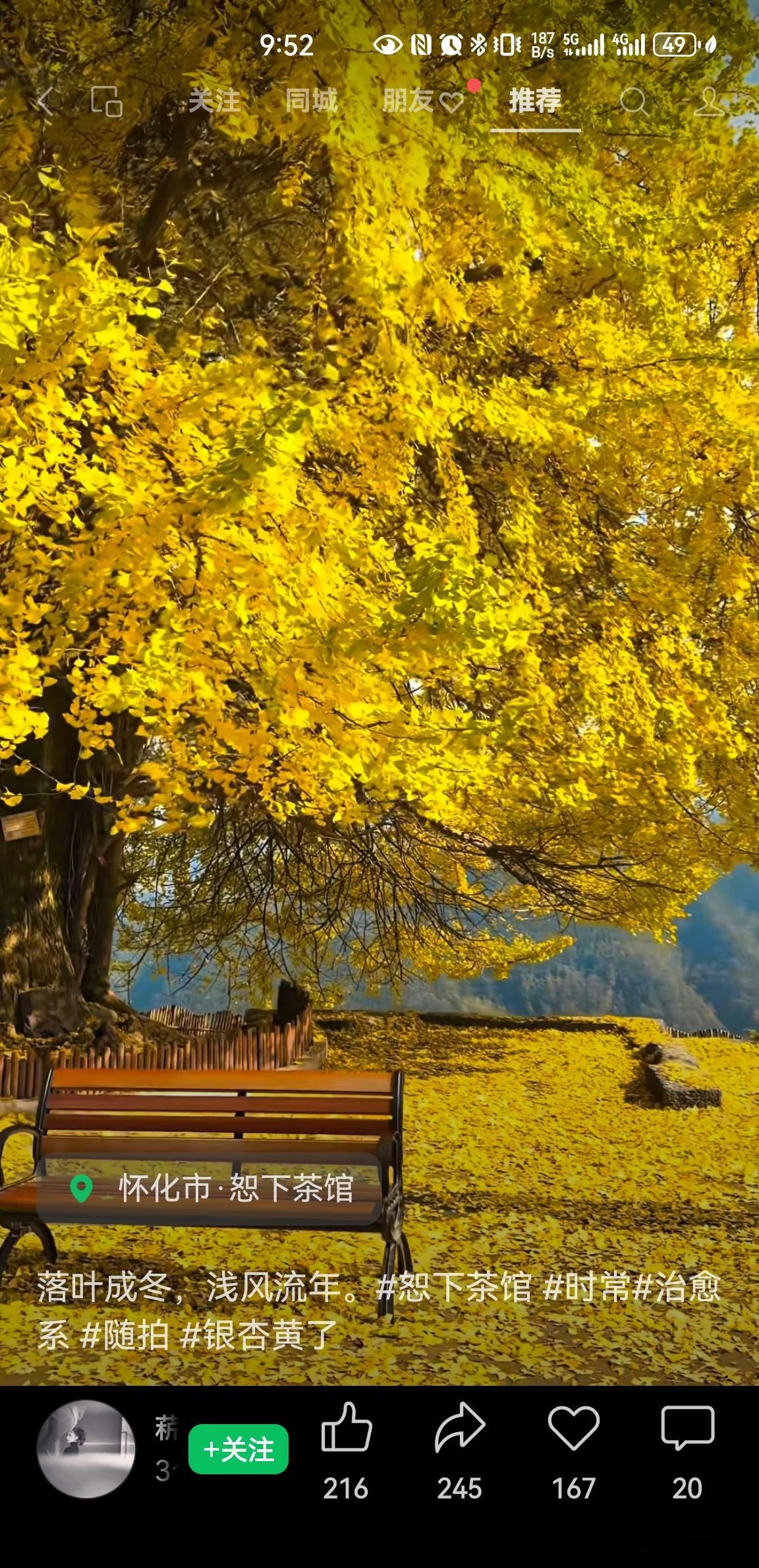 银杏枝头金蝶闹夜读倦时，忽觉窗纸澄澄然。推扉视之，乃庭前银杏尽染金甲矣。风过处，