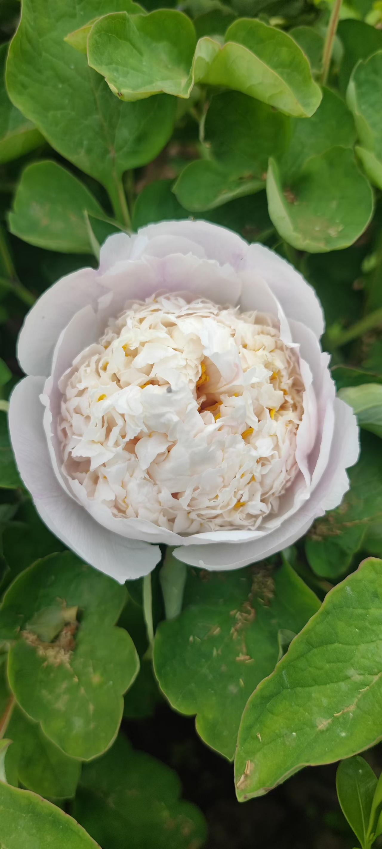 牡丹花美景图片分享