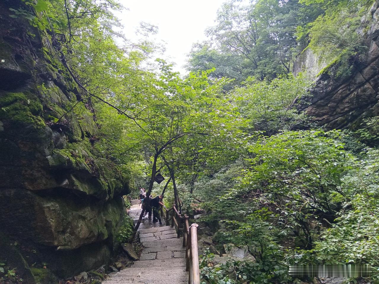 老界岭虽免门票，但也要注意这三个坑。
自驾游了一次老界岭，从人工步道，徒步上山，