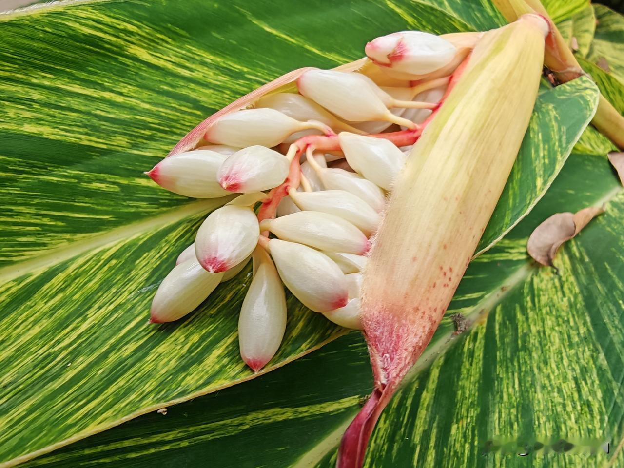 4月17日，中山市又一次迎来高光时刻，广东省出台了对中山单独的政策大礼包，但会否