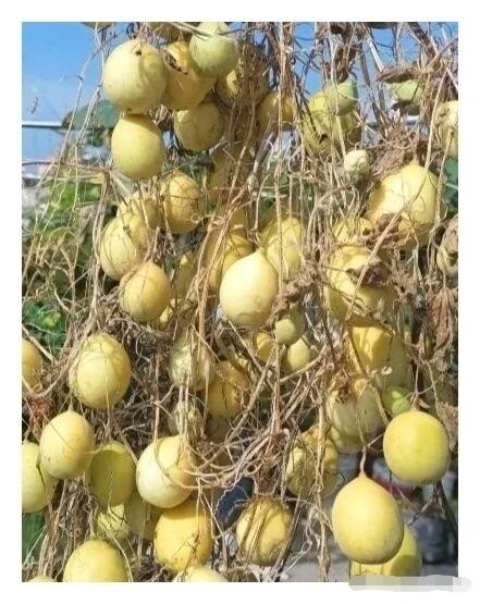 认识这个东西的，都是七零后吧
小时候见过，忘了叫啥，印象中好闻，但应该不太好吃