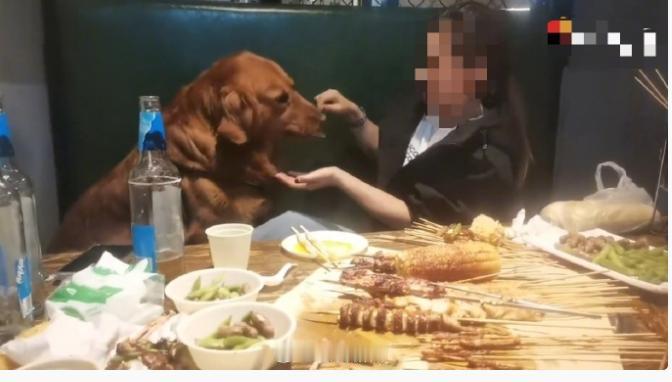 5月10日，辽宁大连一名女子在烧烤店内，放任宠物狗坐餐桌卡座，还用店内循环使用的