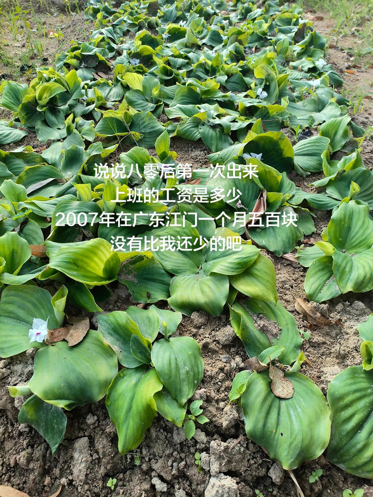说说八零后第一次出来
上班的工资是多少
2007年在广东江门一个月五百块
没有比