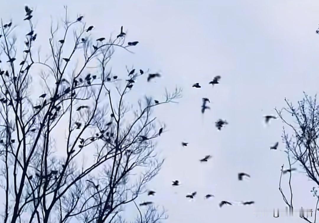 扬州蜀冈生态休闲公园的“万鸟归林”，是当地生态保护的生动缩影。每至傍晚，成群飞鸟