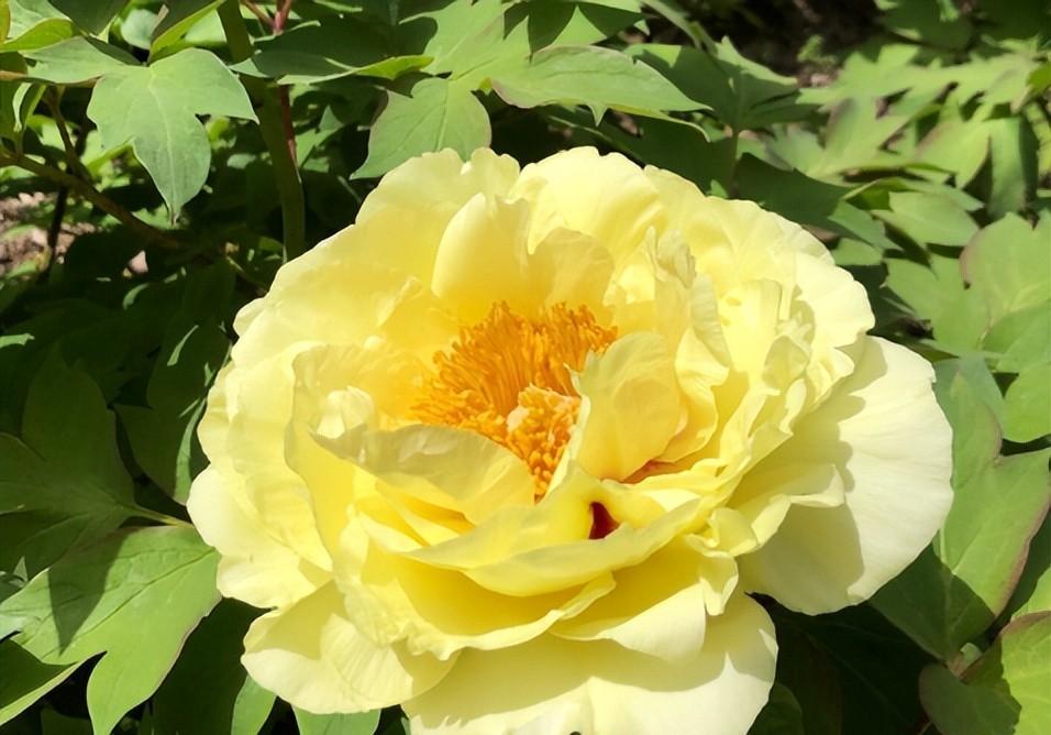 很多人以为菏泽牡丹四月上旬就结束了。错了。真正压轴的，现在才开。

国花牡丹园里