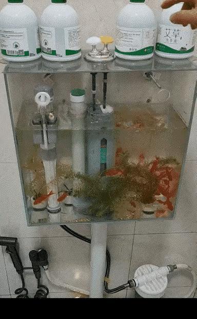 这么整能行吗？
这鱼可受罪了