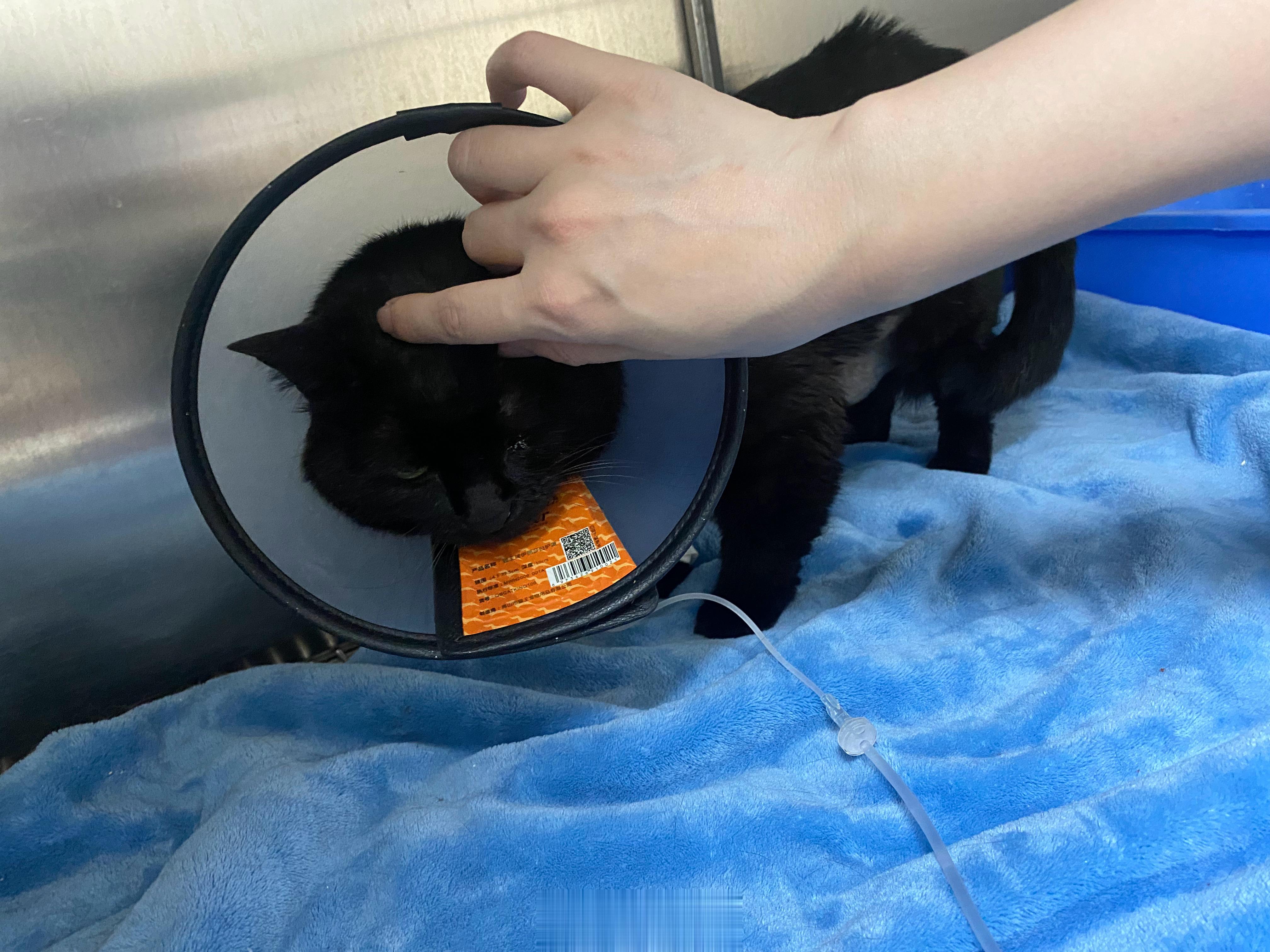 猪宝手术第三天会偶尔站起来活动，讨食，想舔毛舔不到，生气甩尾巴，摸她的时候呼噜噜