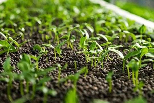 全国春播出苗质量良好当前全国春播工作有序推进，整体出苗形势喜人，苗情长势稳定向好
