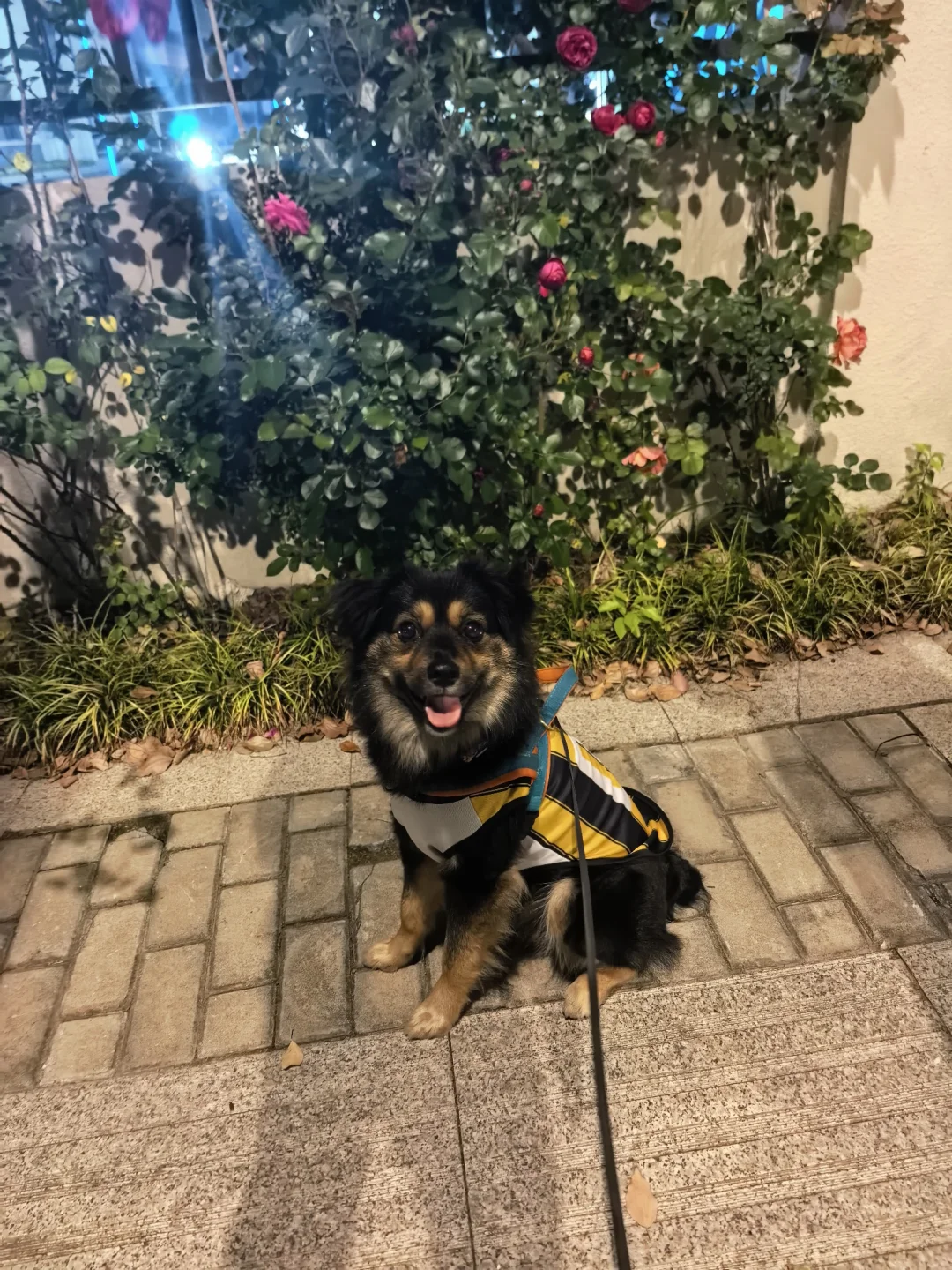 小狗带路，解锁隐藏花墙