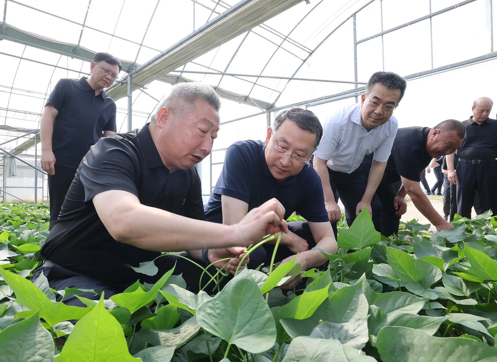 6月4日，省委书记关志鸥到红安县，瞻仰黄麻起义和鄂豫皖苏区革命烈士纪念碑，缅怀革