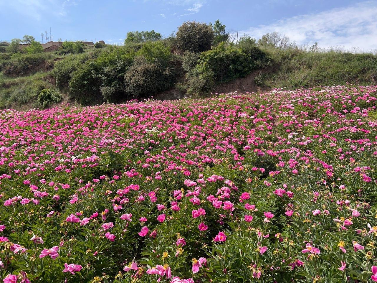 兰州市七里河区魏岭乡柳树湾村的芍药花虽然好看，但是路却不不是那么好走的，等你逛完