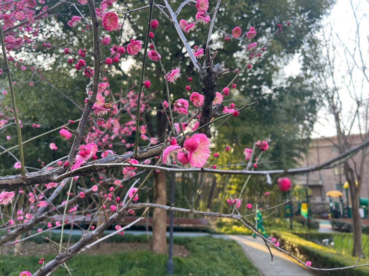 晒图笔记大赛又是一年春暖花开时，上海的春天是很丰富的，梅花打头阵，接着是樱花、桃