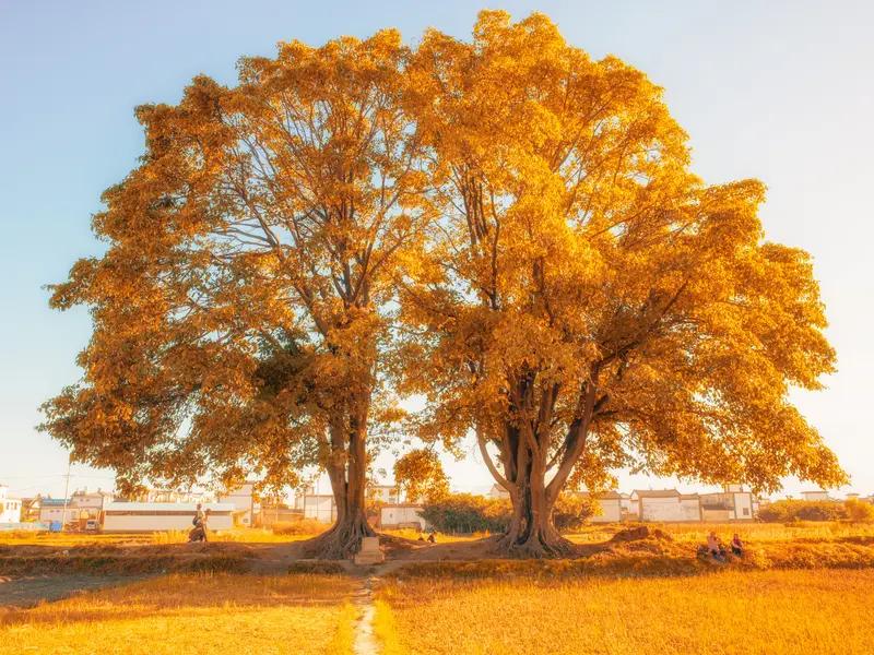 相册里最满意的照片有两张。一张是11月20日6:42分拍到的“双生太阳”。本该独