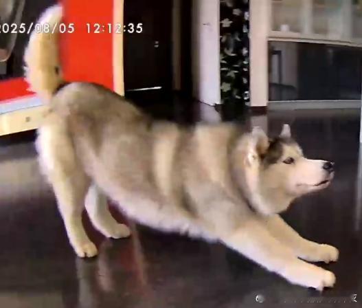 哈士奇[超话]  标准下犬式[捂嘴哭]伸出圆手[捂嘴哭] ​​​