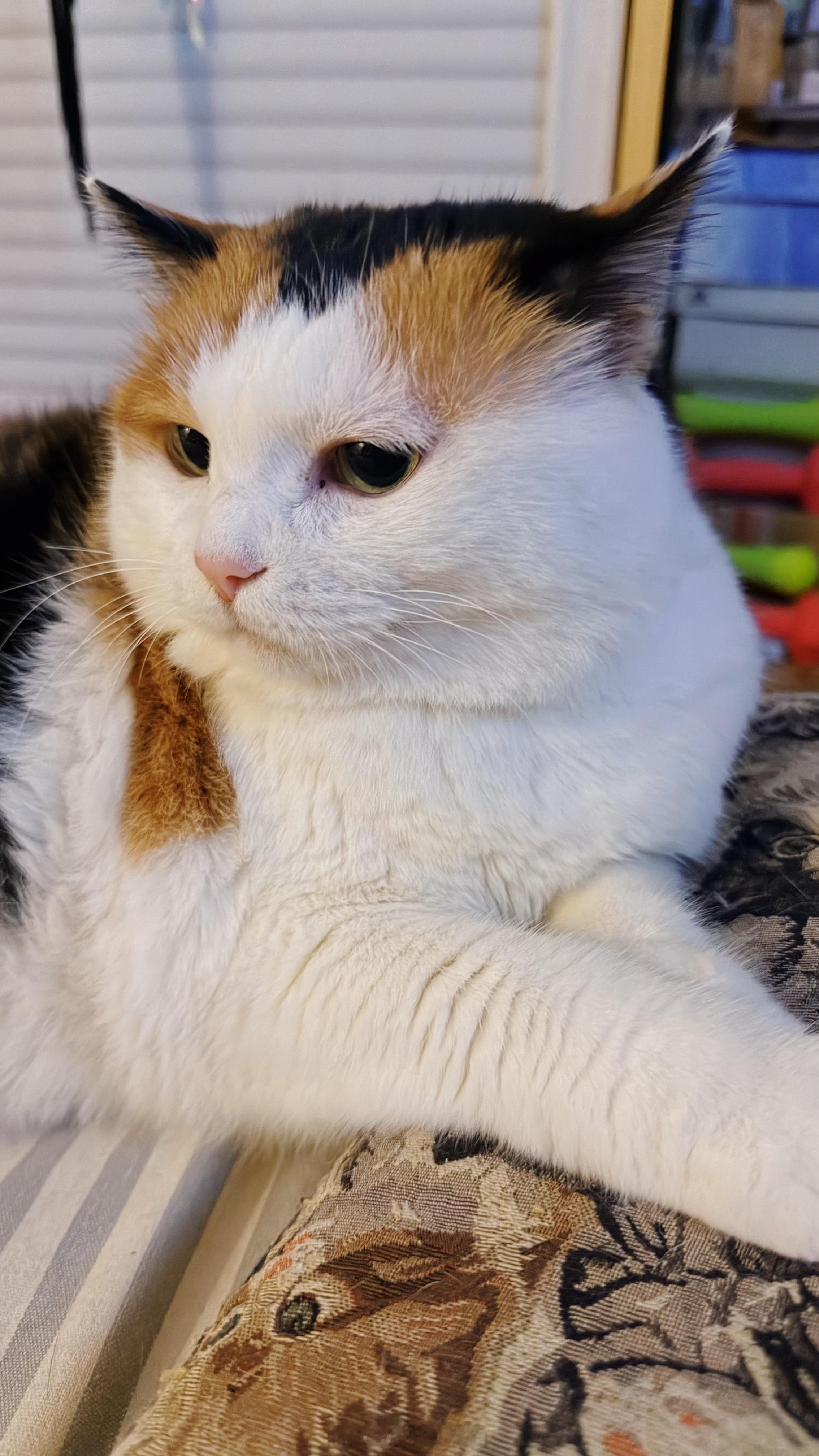 我觉得手机大可不必把小猫的毛拍的那么根根分明我爱三花猫