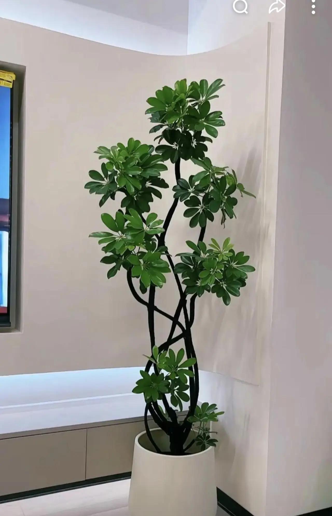 种草激励计划分享 室内花草植物盆栽 花卉绿植 绿植 强烈推荐