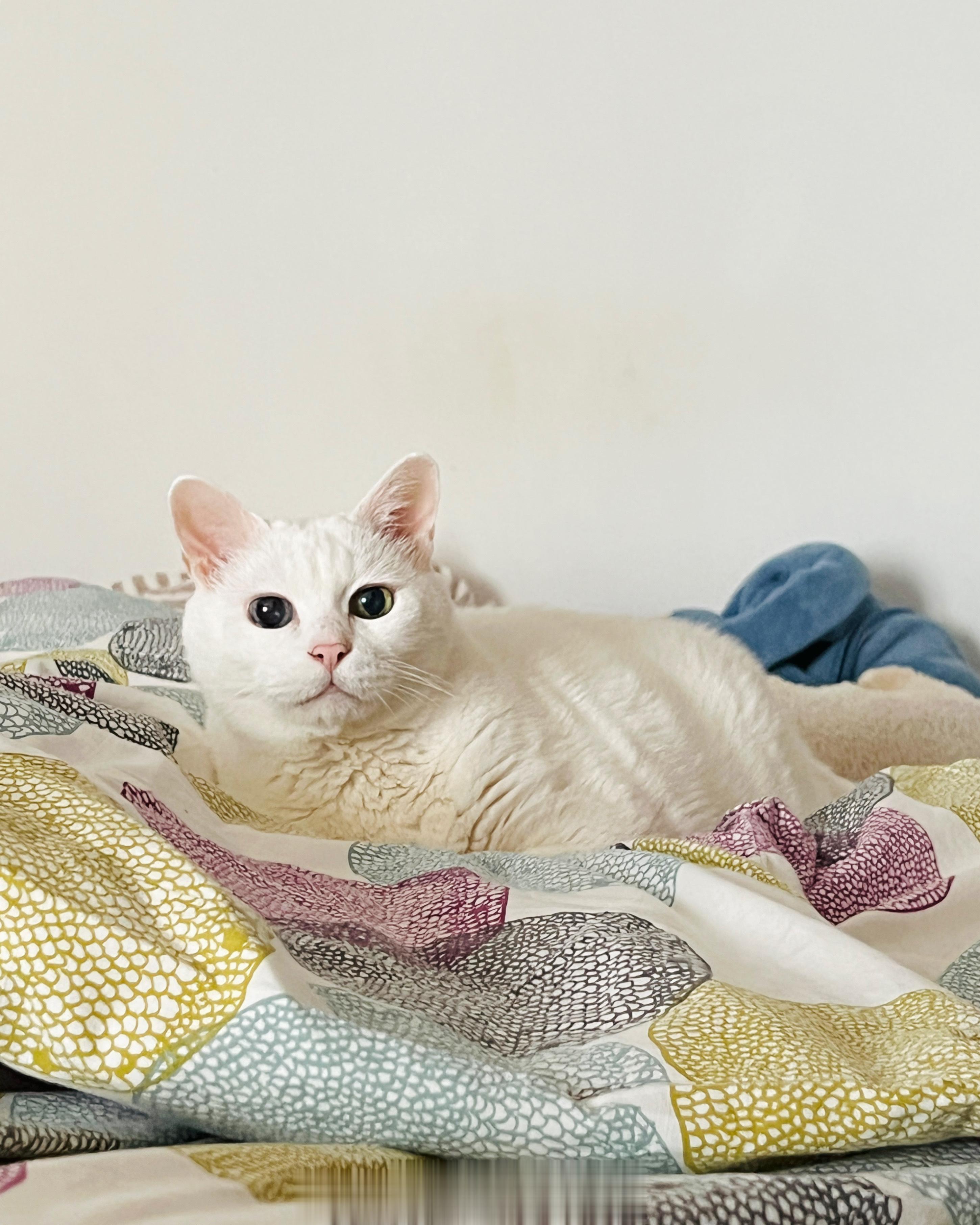 換上了厚棉被，要先上去躺躺才行。 ​​​