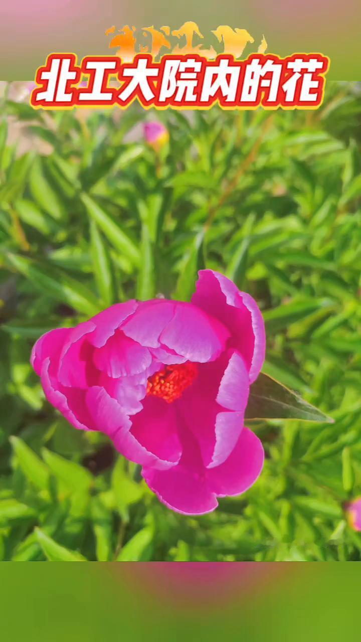 北工大院内的花。