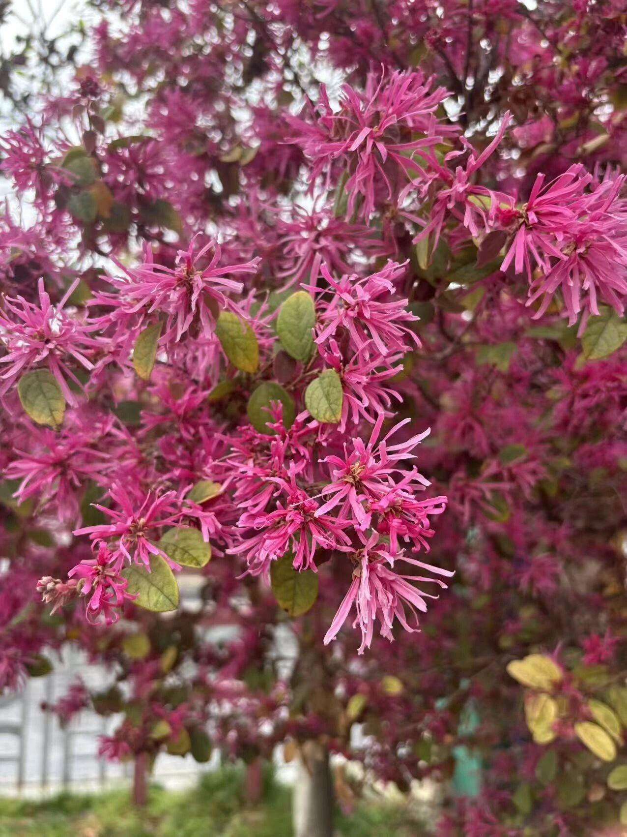 公园里的【红花檵（jì）木】开了，玫红色的花瓣，一条一条的，像是被剪裁过的纸花，