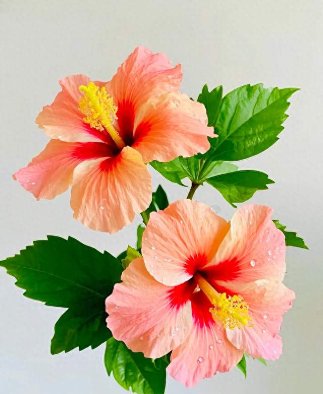 分享图片—比亚迪海狮08～清丽雅致，清新脱俗，花香怡人的扶桑花