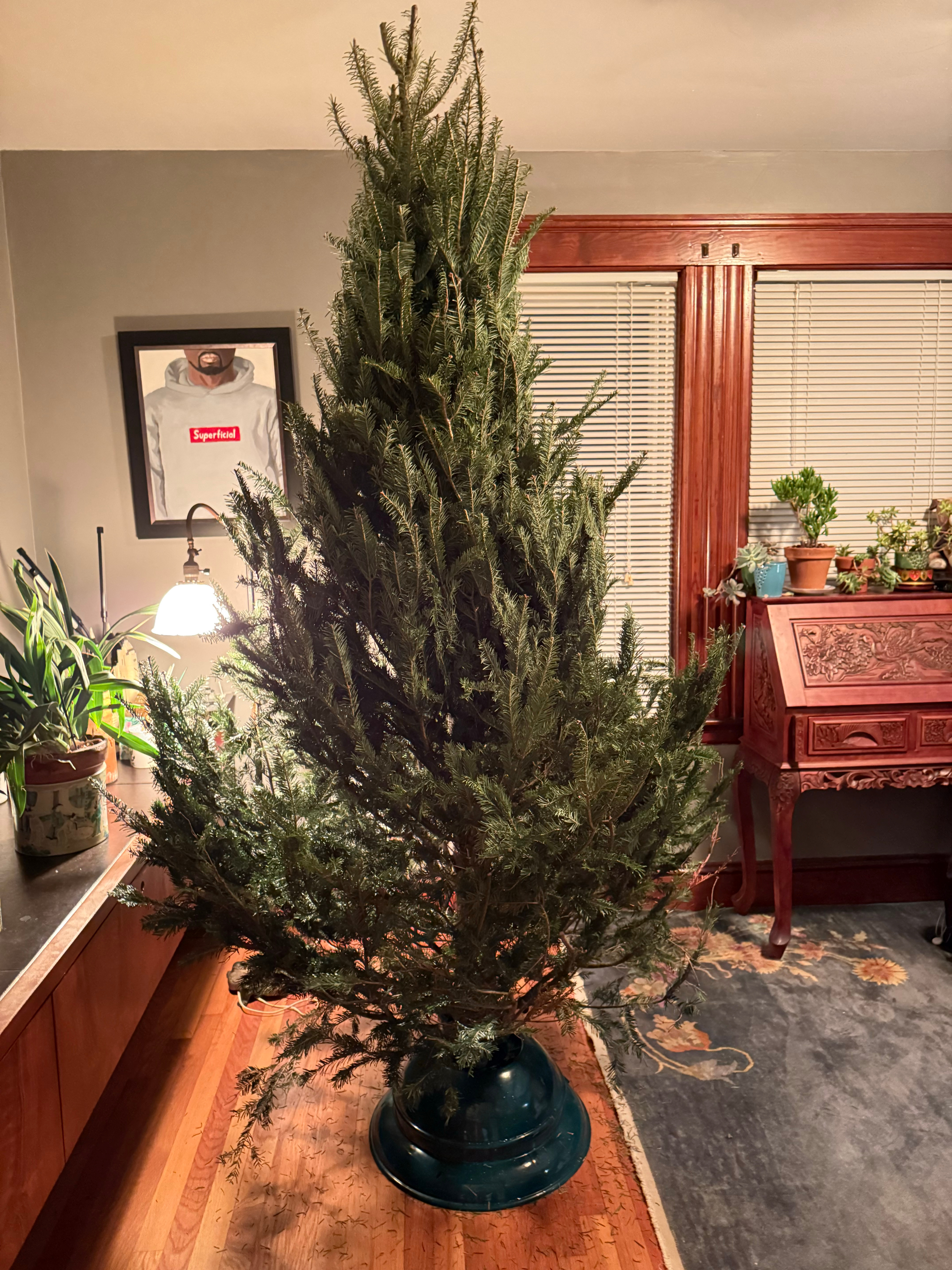 刚刚去买了棵新鲜圣诞树，8尺高，店员又切掉底部一小块，方便吸水。等枝条全部打开，