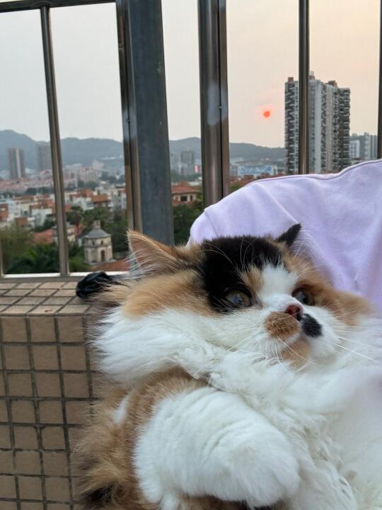 幸好还有小猫陪我看日落🌅