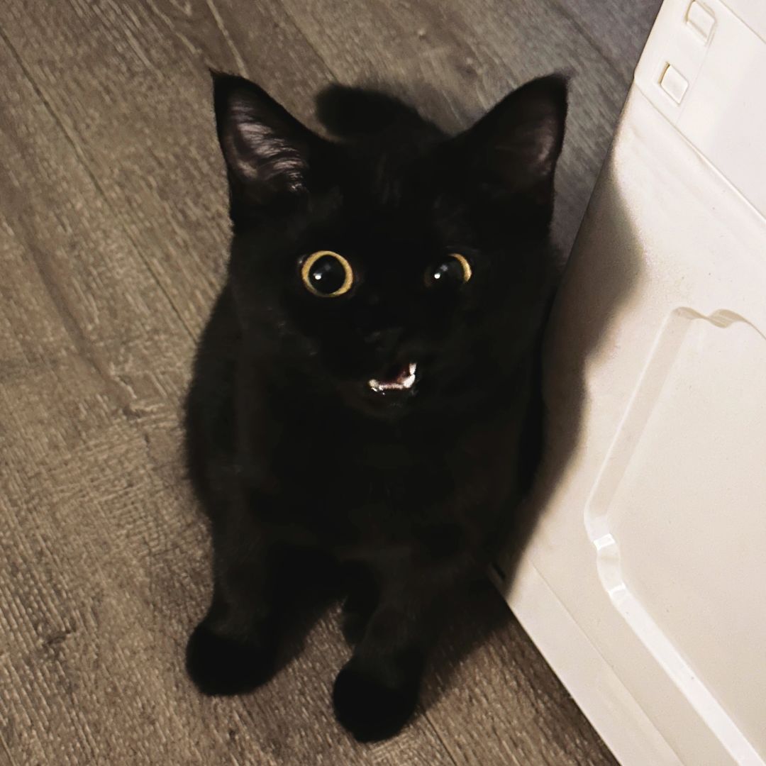 快看呀 毛绒玩具发火啦