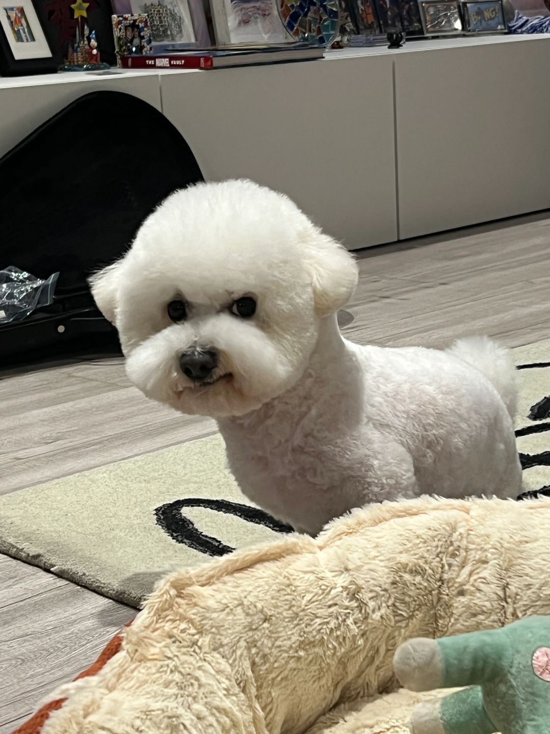 理发后我的小狗看起来有点坏坏的