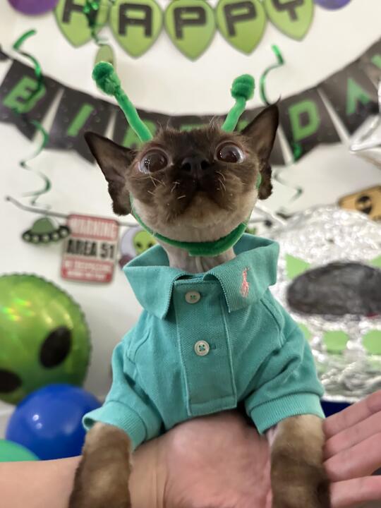 我的外星小猫四岁生日快乐🎂