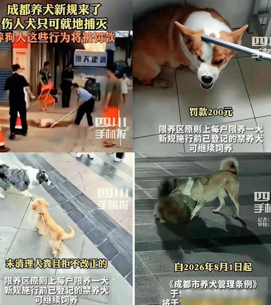成都养犬新规，一条直接把人干懵：你的狗咬了人，甭管是不是对方先招惹的，你，必须第