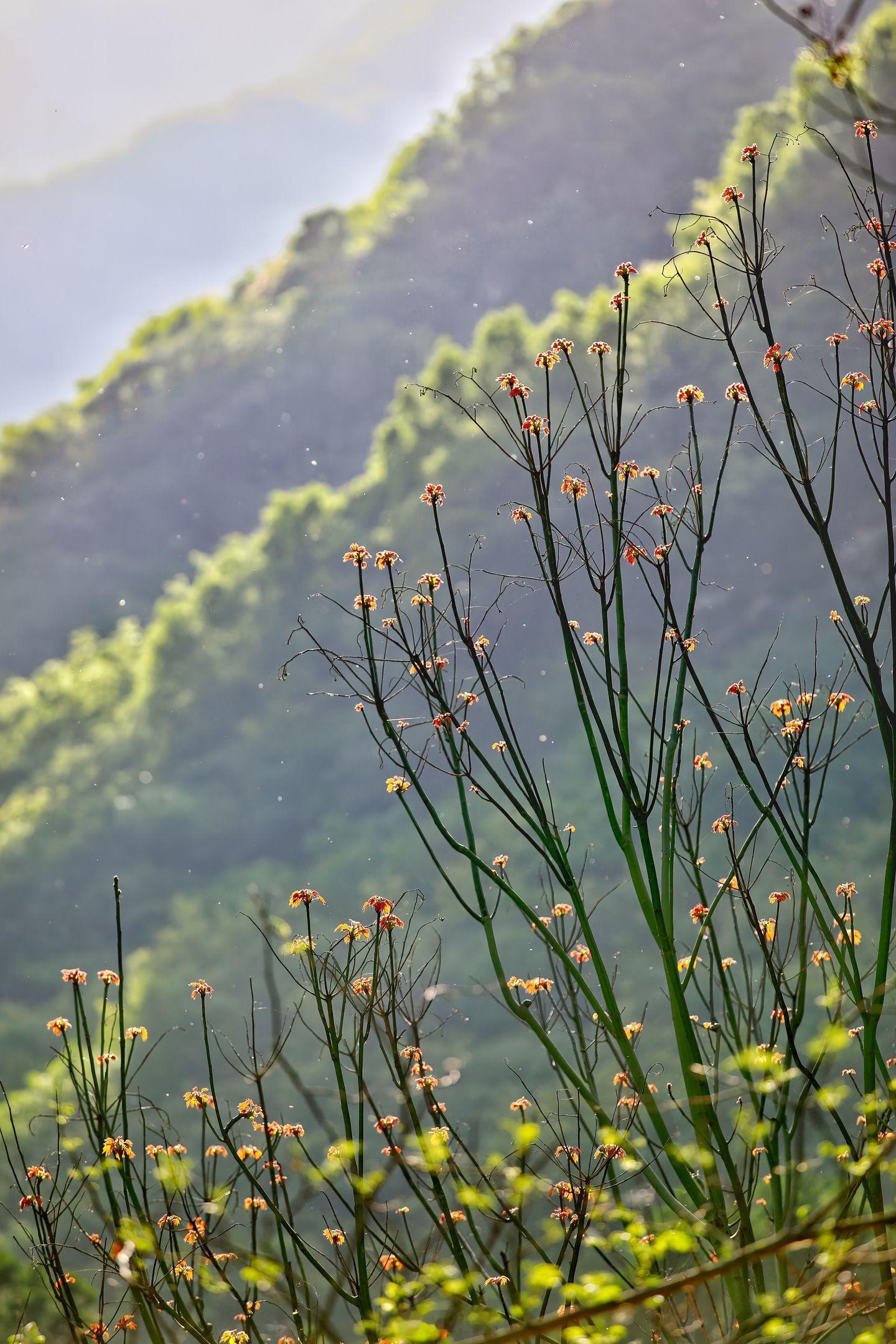 小菌 早朋友们《枝上青山》山有眉目，春有花枝。 