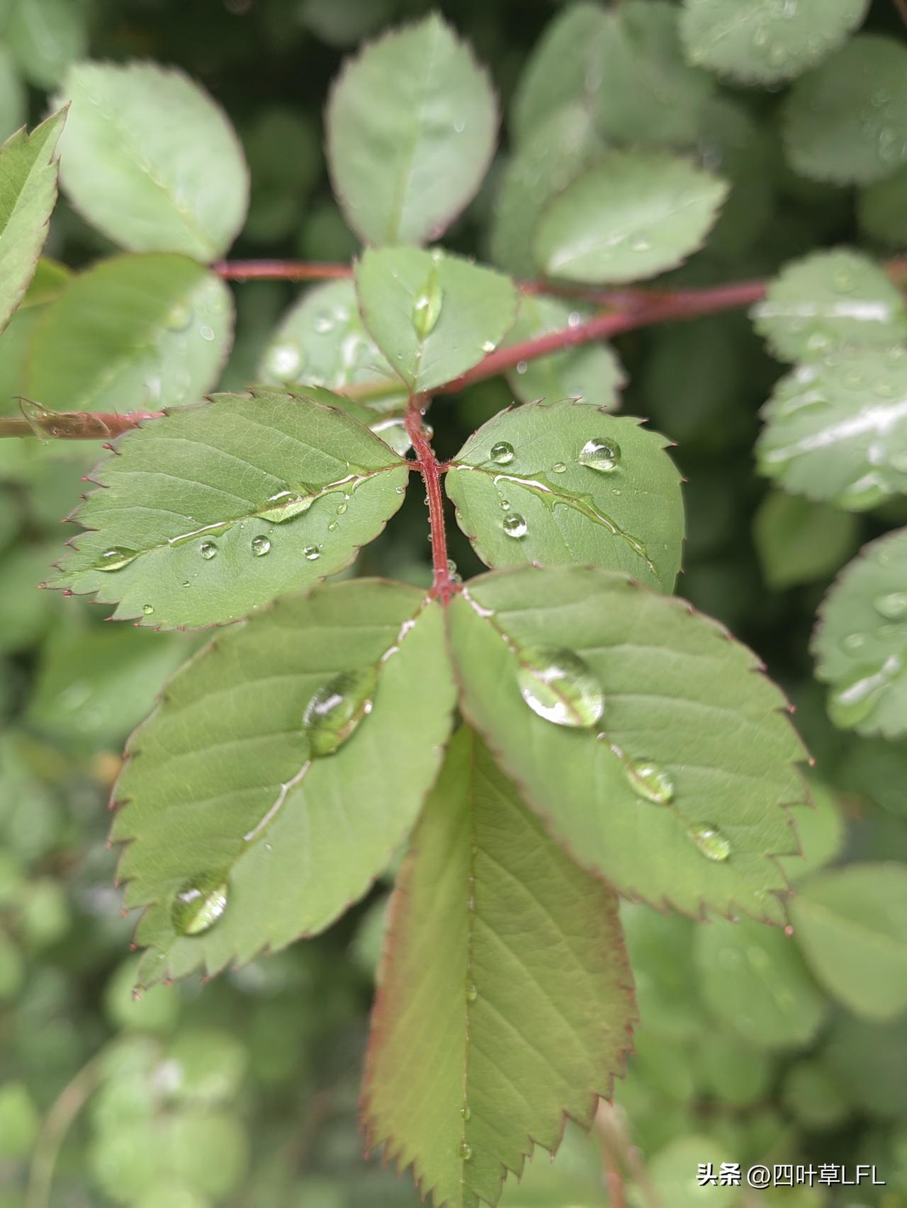 雨后清新，绿叶上的露珠闪闪发光，仿佛大自然的馈赠。