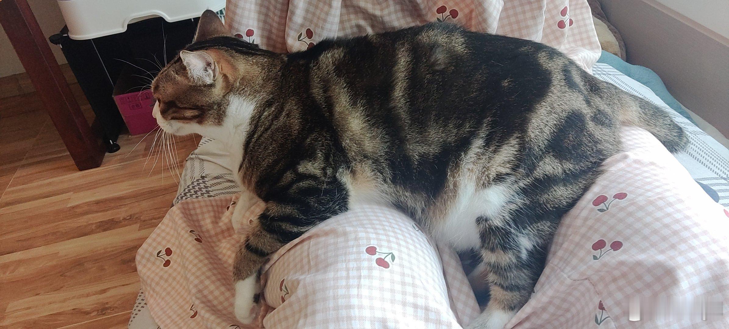 罗刺身早已找到了属于他的猫体工学椅❤️ ​​​