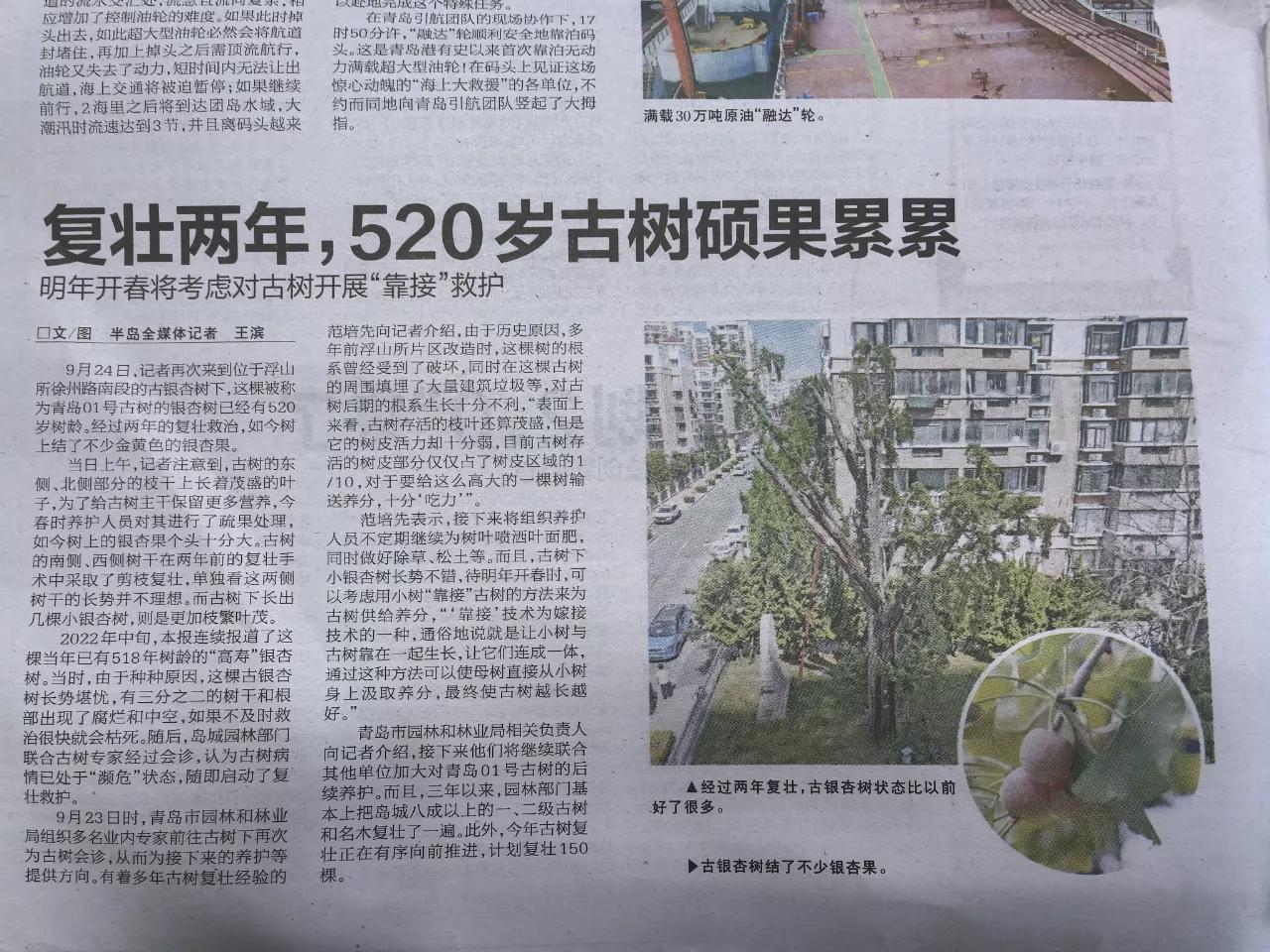 朋友们，本月22日，我在“今日头条”上发表了《青岛的“母亲树”死了吗？》一文，立