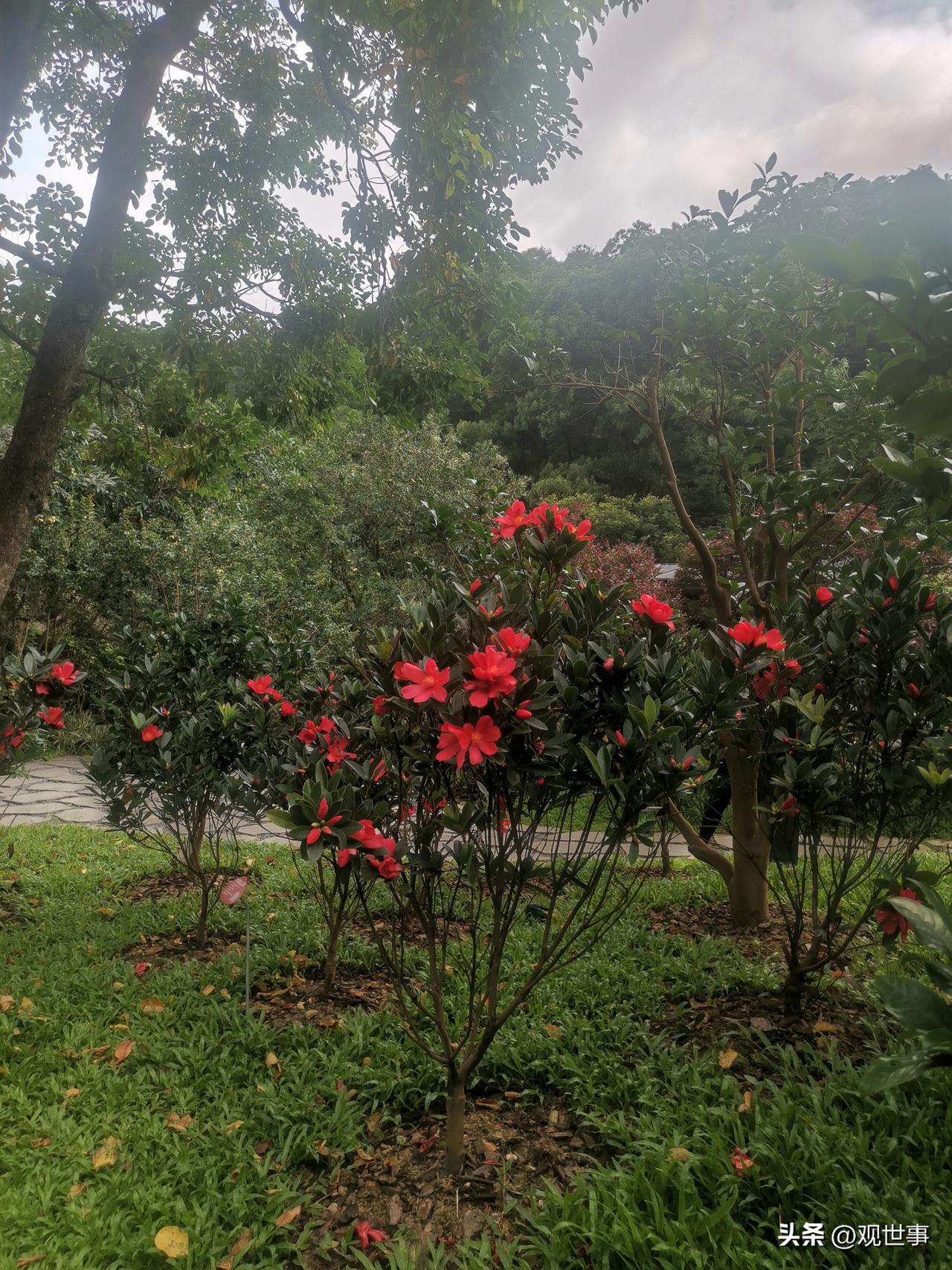 分享一下你拍的花＃
