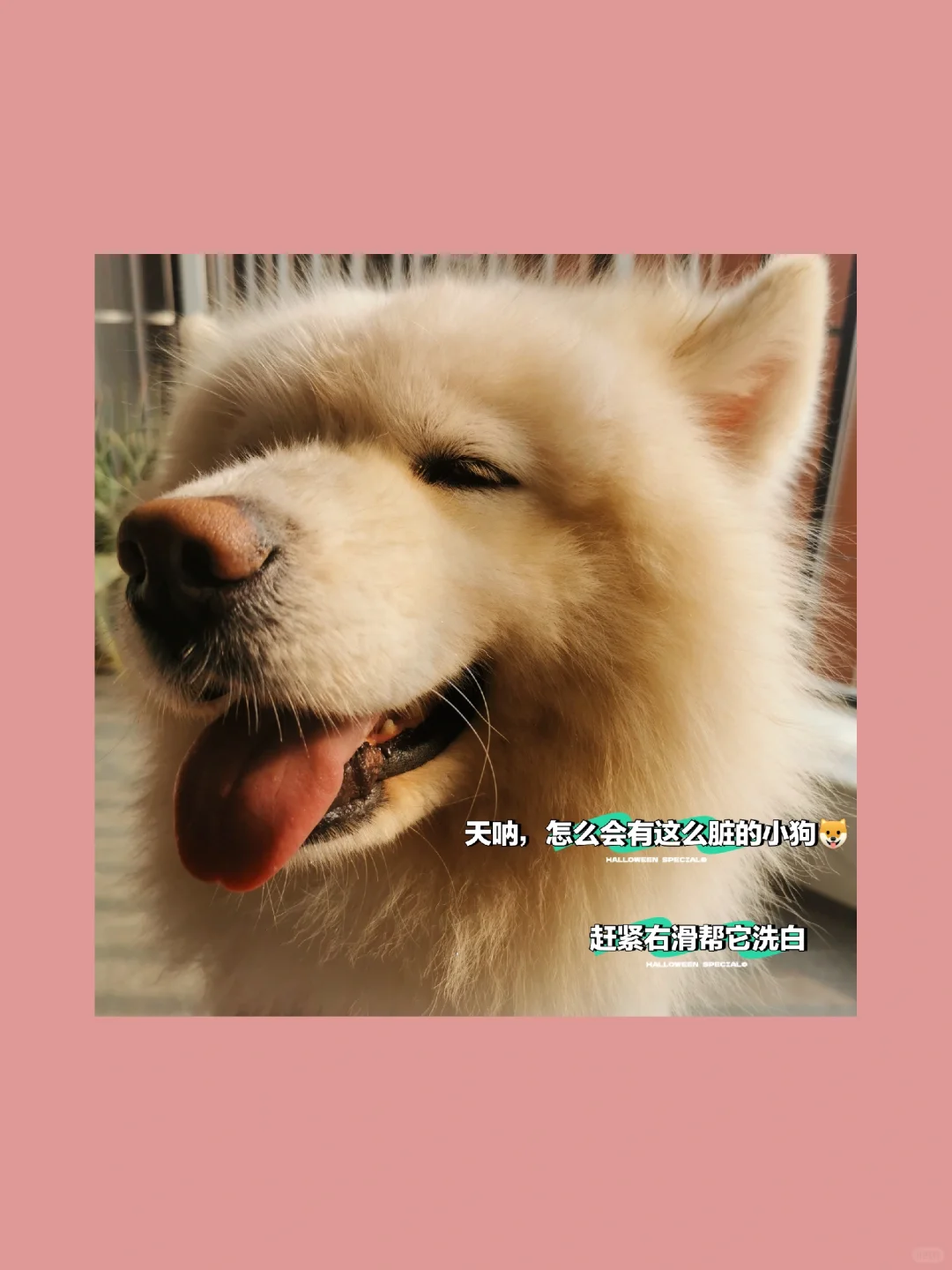 哎呀，怎么会有这么脏的修狗