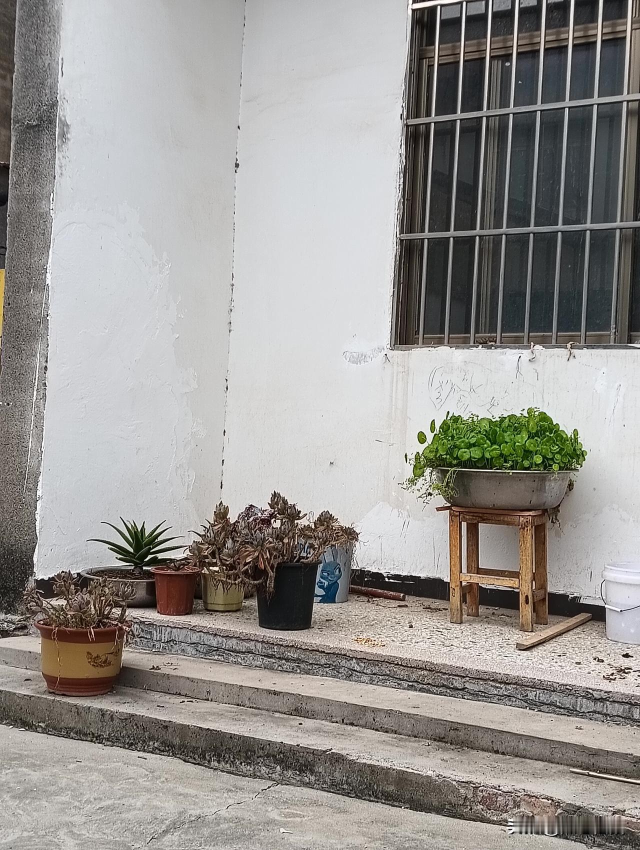 墙边放着几盆绿植，有铜钱草。百合，多肉，等等等等。挺有生活气息的。