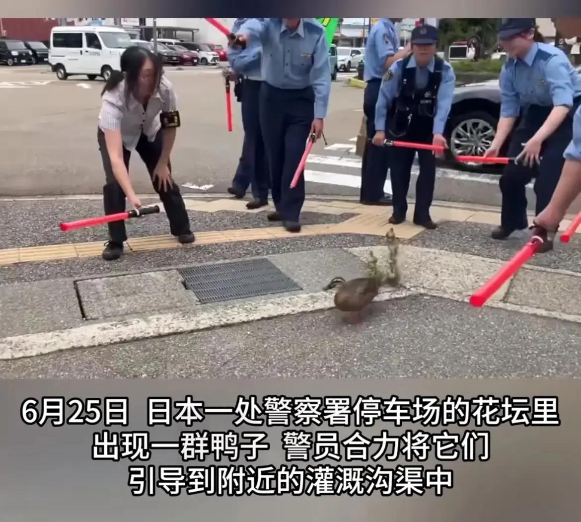 一群野鸭闯入城市，警署竟然派出十多名警员进行护送离开道路上，实在是滑稽，这对外来