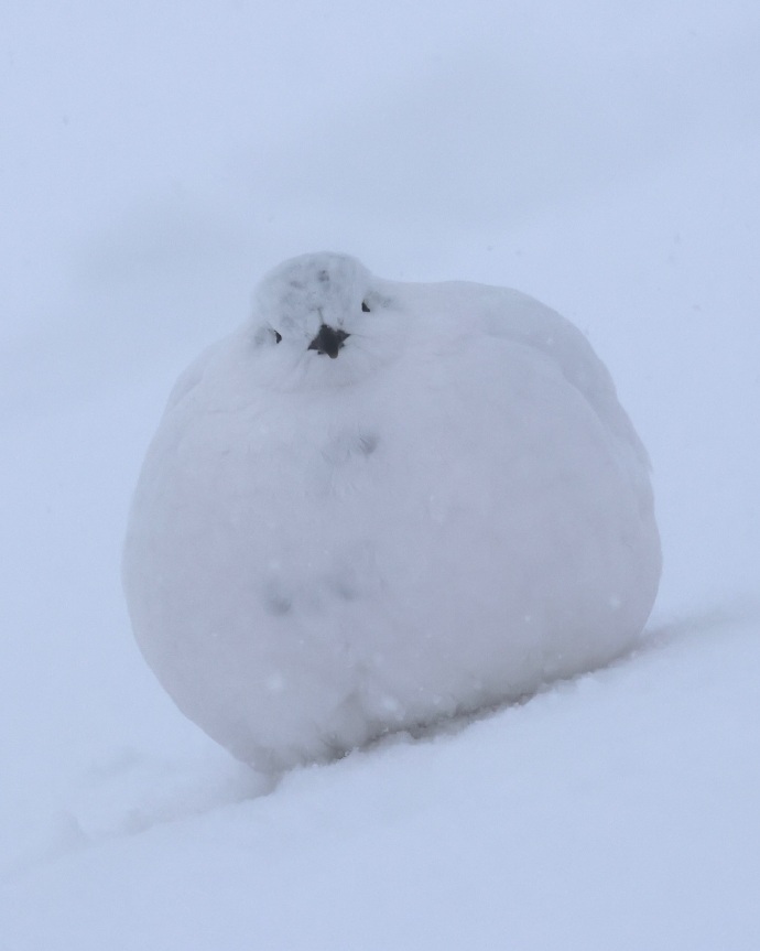 笑发财了~原来雷鸟腿很长的不好意思误会你们了~【推：natsu_butagogo